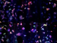 -海合安成都极地海洋公园