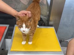 -四月宠物医院·猫专科·心脏专科·内科(转塘店)