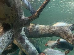 -上海海洋水族馆