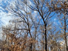 -北京西山国家森林公园