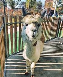 -萌宠亲子动物乐园(槐房万达店)