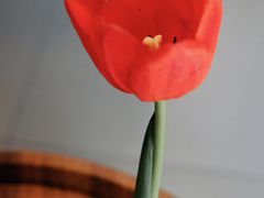 -Again Coffee Roaster(香蜜湖店)