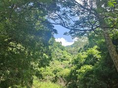 -东莞市大岭山森林公园