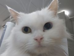 -楼上猫咖(罗湖店)