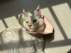 -瑞派·关忠动物医院·猫专科·犬专科(三环新城店)