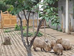 -合肥野生动物园