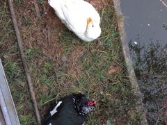 iphone_upload_pic-大佛禅院