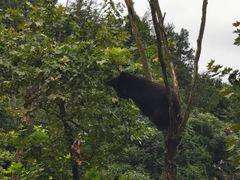 -都江堰中华大熊猫苑