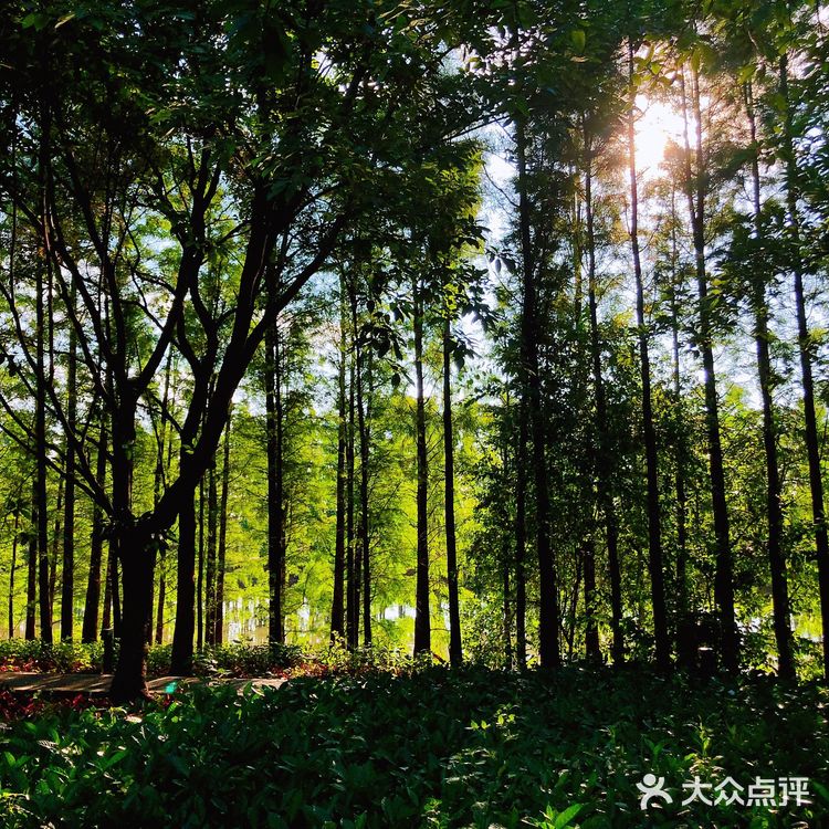 【顺德日记：顺峰山公园旅游攻略】