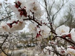 -朝阳公园