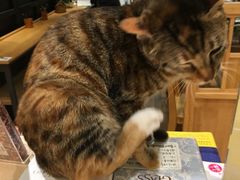 -猫的天空之城概念书店(杭州南宋御街店)