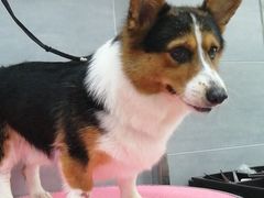 -宠福鑫康馨动物医院·骨科·眼科