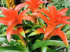 -秦美花卉(天朗·莱茵小城2期店)