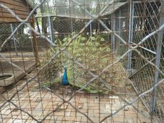 -长白岛森林公园