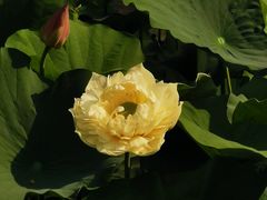 -莲湖公园