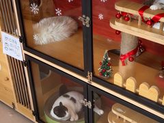 -御宝贝·A梦猫科宠物医院(国际猫友好医院)