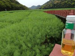 -广州市石门国家森林公园