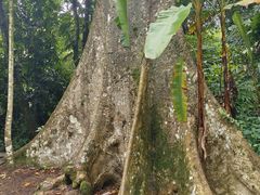 -中国科学院西双版纳热带植物园