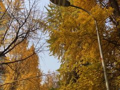 -四川大学(华西校区)