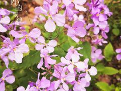 -山住茶(鲁商中心沿街店)