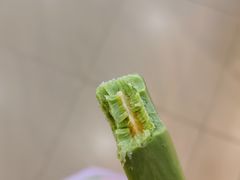 半熟芝士冰淇淋-好利来(欧亚商都店)