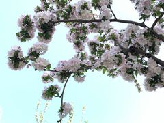 -海棠花溪(元大都城垣遗址公园)