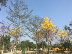-丹樱生态园