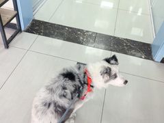 -全心全意连锁动物医院·微创中心·内科急重症·心脏专科(丰管路店)