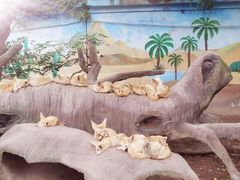 -上海野生动物园
