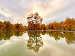 -金塔沙漠胡杨林景区