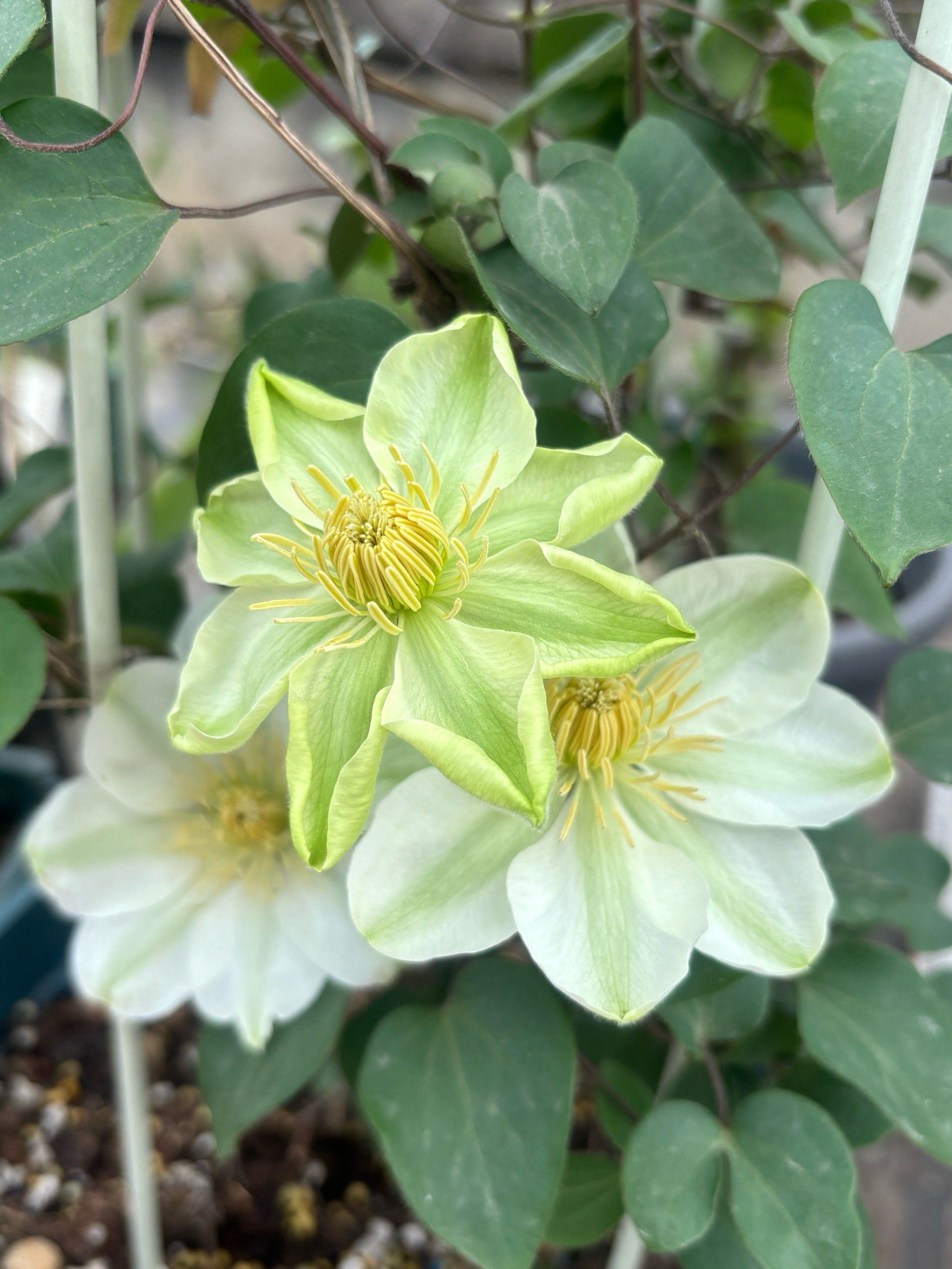 天天领红包早花组铁线莲(7307ω`73)美丽的格恩西岛