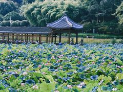 -龙头寺公园