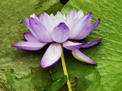 -北京植物园-展览温室