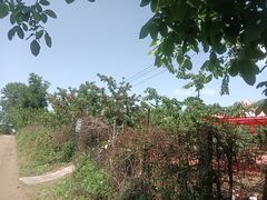 -白鹿原樱桃园