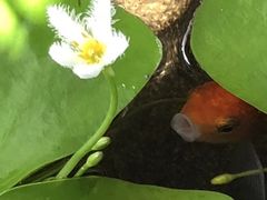 -双季花艺园艺市场(浦东店)