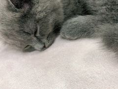 -安安宠物医院(情缘分院)