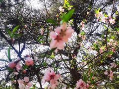 -鲁山国家森林公园