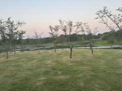 -贡湖湾湿地公园
