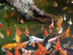 -正佳雨林生态植物园