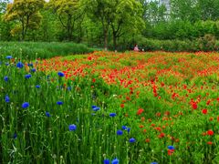 -春花秋色城市公园