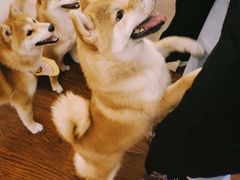 -豆柴町-柴犬主题狗咖(红鼎国际C座店)