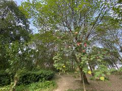 -两河城市森林公园