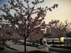 -新江湾城公园