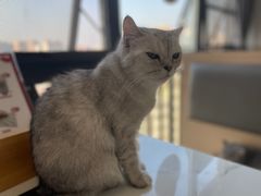 -喵园·猫主题咖啡厅·撸猫·猫咖(国贸店)