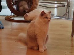 -猫咪派对(江南西店)
