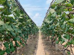 -马陆小张葡萄园农家乐