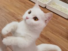 -COLOR PETS 撸猫馆·购猫·猫咖(长风大悦城店)