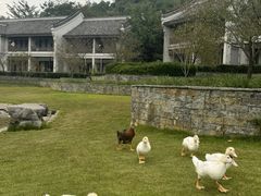 -阳朔悦榕庄·明月西餐厅&清风吧
