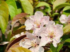 -海棠花溪(元大都城垣遗址公园)