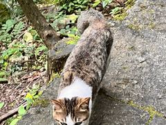 -雁荡山大龙湫景区